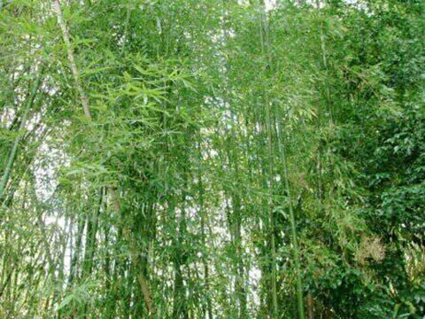竹藪伐採・竹林伐採